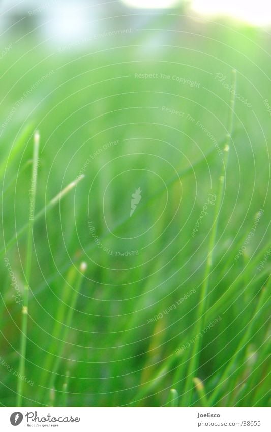 Recently in the park Meadow Growth Grass Grassland Nature Lie Park Colour photo Exterior shot Detail Blur