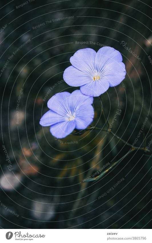 Close-up of two blue flowers of linum narbonense nature vegetation natural blossom flowered flourished botany botanical petals blooming closeup detail macro