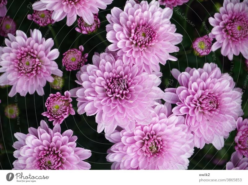 Fluffy flowers Blossom Flower Nature Delicate Blossoming Environment Close-up Exterior shot Detail Near Plant Growth Life naturally Fresh real Fragrance Spring