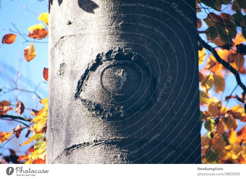 Eye in tree bark Eyes eyes Pupil Looking Opthalmology Vision Lens Senses see THIRD EYE Optics Detail Eye shape Tree trunk Tree bark Autumn Nature