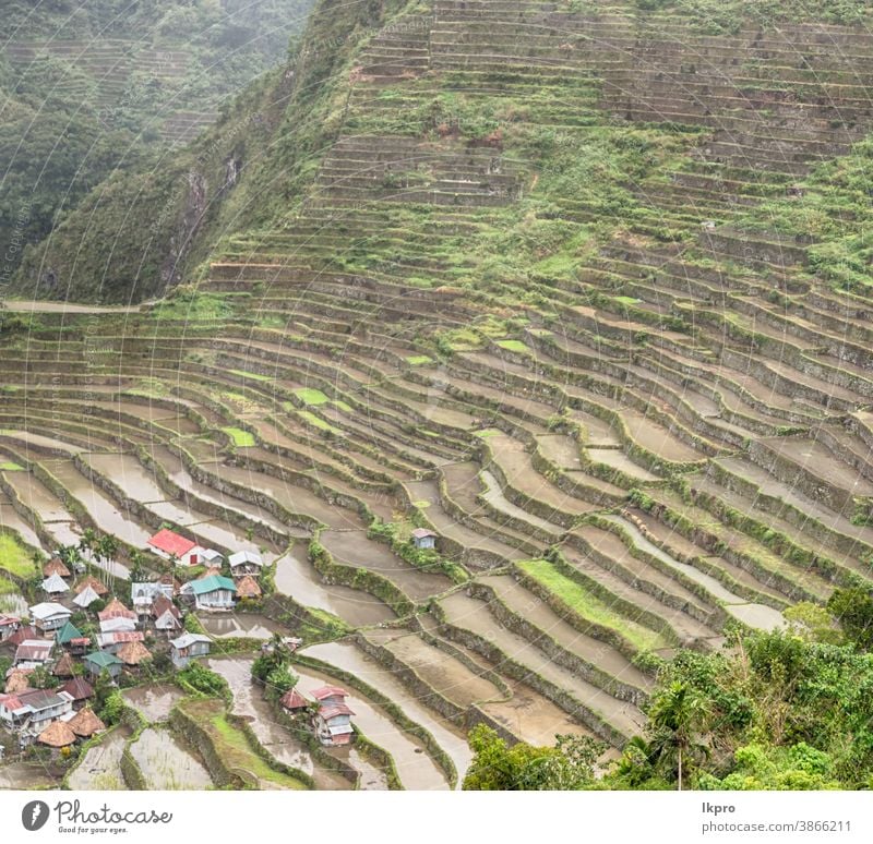 terrace   field for  coultivation of rice banaue philippines mountain nature ifugao asia landscape travel agriculture valley black farm vietnam food china asian