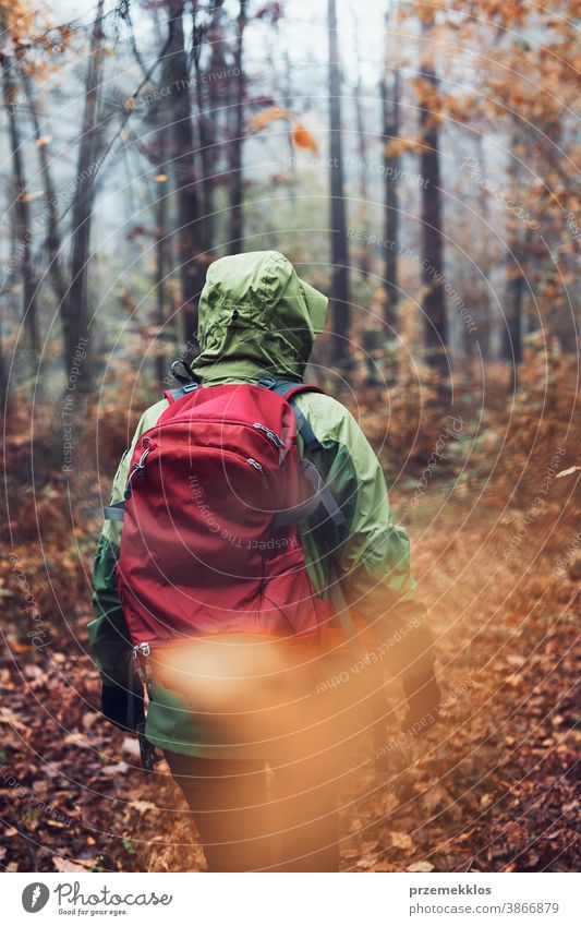 Woman with backpack wandering around a forest on autumn cold day. Back view of middle age active woman going along forest path actively spending time activity