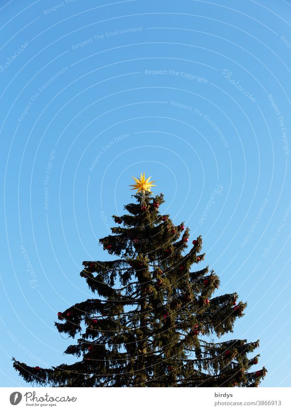 Christmas tree in front of a cloudless sky with a yellow star on top. neutral background Christmas & Advent Christmas star Coniferous trees Sky Blue sky