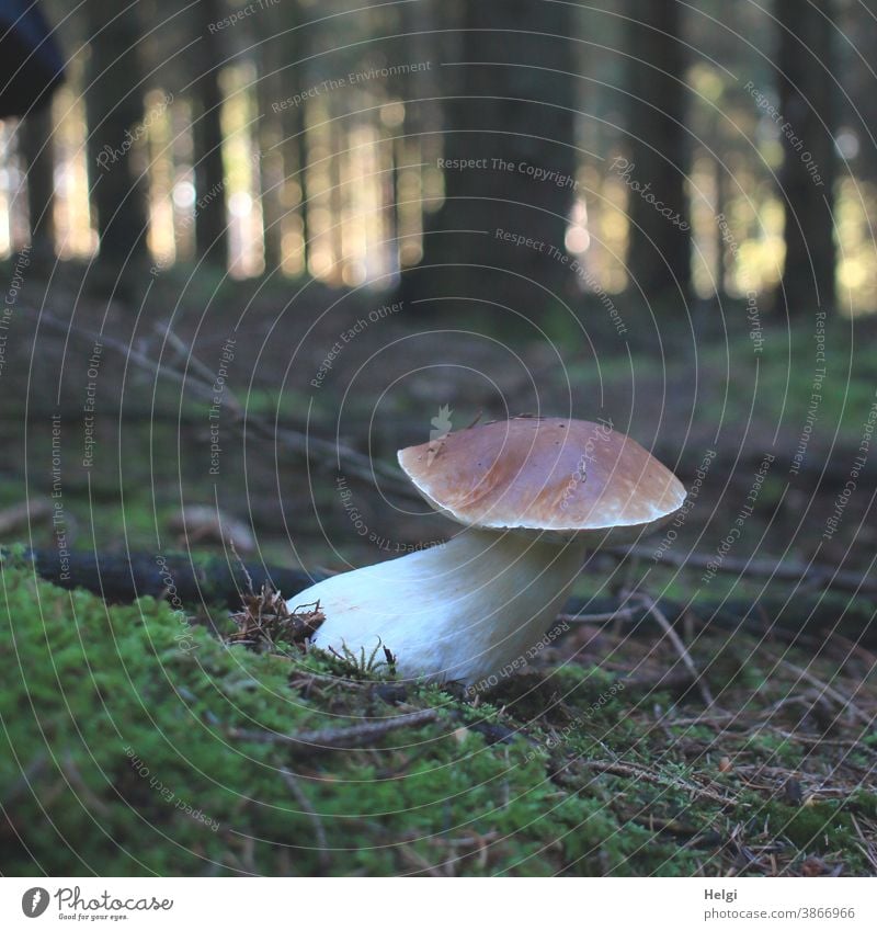 Splendid specimen - thick boletus grows on the forest floor in the spruce forest, in the background trees with bright bokeh Mushroom Forest Woodground