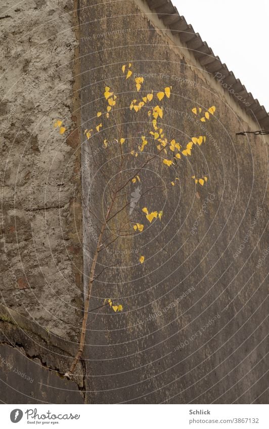 Pioneer plant young birch with autumnal leaves has taken root in a dark wall Birch tree youthful Autumn crack in the wall Dark Sky Survive Nature Tree