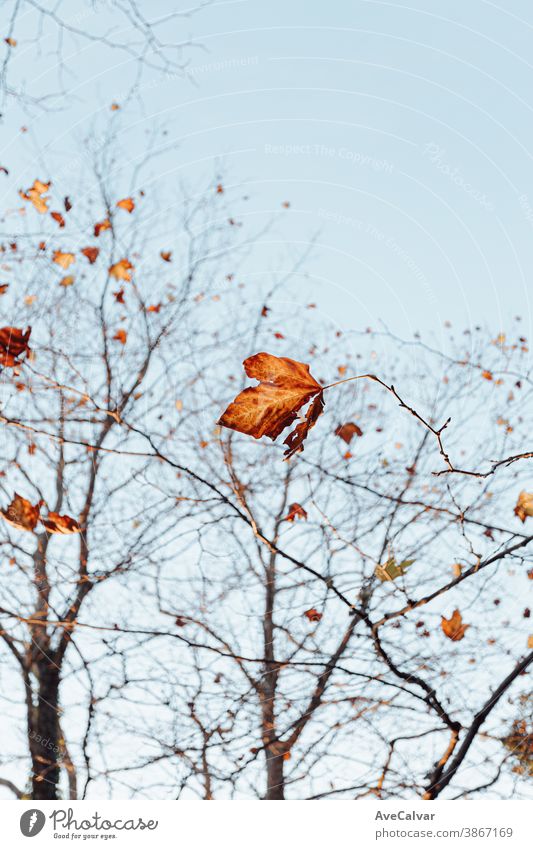 Group of autumnal and fall leaves over a clear blue background with copy space abstract defocused light lush maple sun gold growth illustration seasonal the