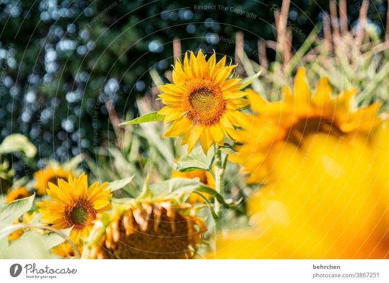 sunday sunshine Hope Meadow Close-up Sunflower Pollen pretty Landscape Garden Splendid Sunlight pollen Warmth Environment Blossom leave luminescent Flower