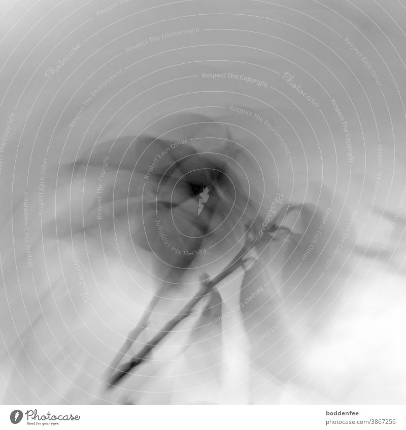 a branch in a storm, long exposure and black and white, with shadowy soft shadows Twig in the Storm Gale Wind Nature Exterior shot Deserted Long time exposed