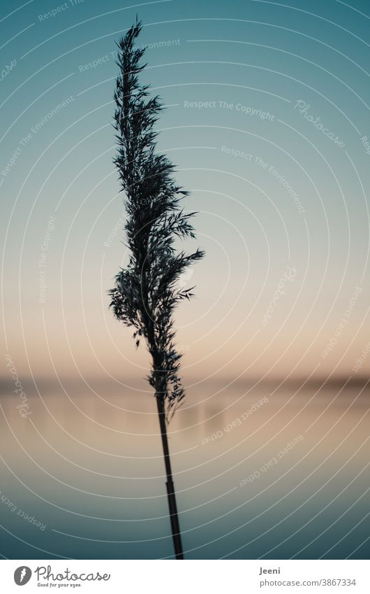 Reed grass on a cold sunny winter day at the lake - the sky glows blue and orange in the early dusk reed reed grass Sky Blue Plant Cold blue hour Twilight Lake