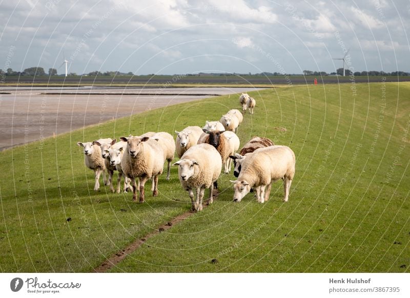 Sheep on the dike near the Wadden Sea agriculture animal beautiful blue cattle coast countryside dutch dyke europe farm farming field flock flock of sheep grass