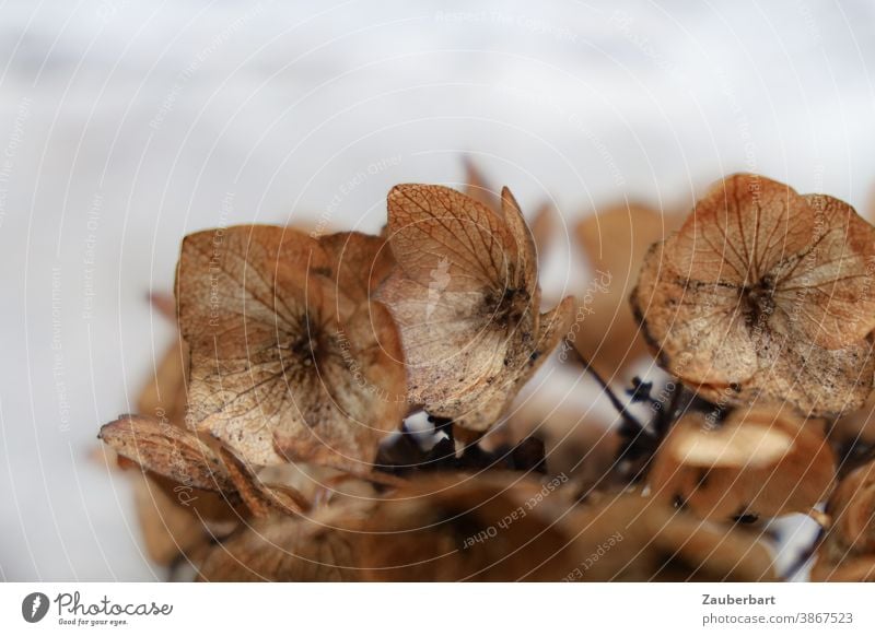 Faded hydrangea in light brown Hydrangea Blossom Brown Light brown Autumn transient fade Peace End petals veins