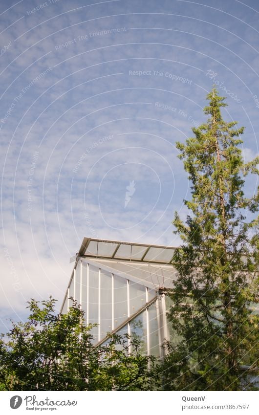 Glass house with trees and blue sky glass house Greenhouse Plant plants Exterior shot Tree Deserted Environment Garden Botanical gardens Exotic Foliage plant