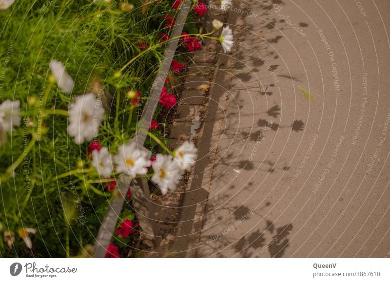 Flowers in the street with their shadows Shadow Silhouette flowers Daisy Marguerite City life Geraniums Pink Grass White herbaceous Meadow Nature Spring Summer