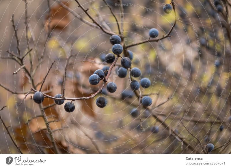 The sloes are ripe Nature Plant shrub Blackthorn blackthorn Berries Branch edible healing power Autumn Blue Brown purple