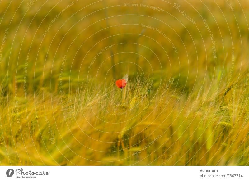 A single poppy in a cornfield with a nice soft bokeh Green Ear of corn Germany Luckenwalde Field Grain fields Agriculture Agronomy Agricultural sector