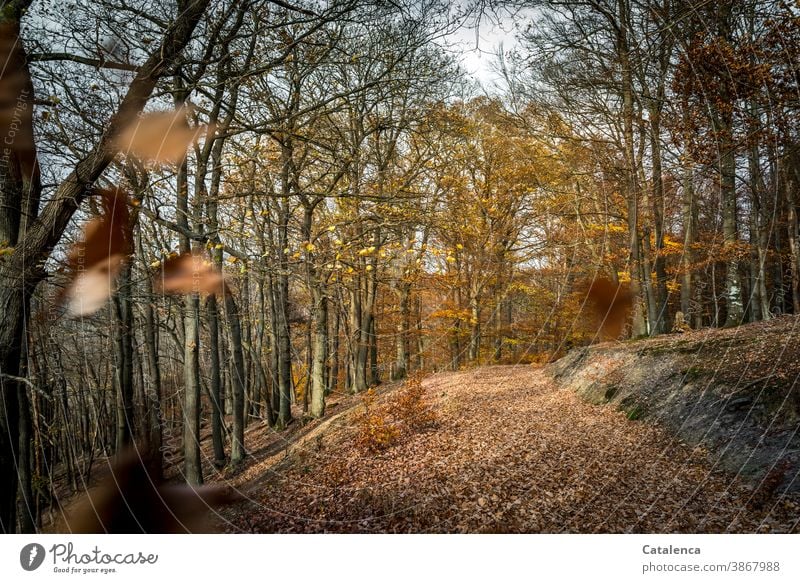 Forest path in November Forest roads forest path Forestry trees foliage deciduous trees Book leaves Winter Foliage Plant flora Nature Sky Gray Brown Environment