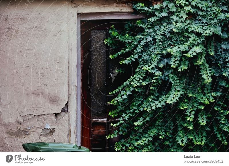 A door that no one goes through anymore - overgrown front door, crumbling plaster, lots of green and a garbage can Green Growth dustbin forsake sb./sth. Forget