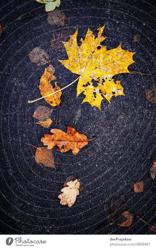 Wet autumn leaves on the ground II To go for a walk Shallow depth of field Contrast Multicoloured Day Light Copy Space bottom Copy Space left Copy Space right