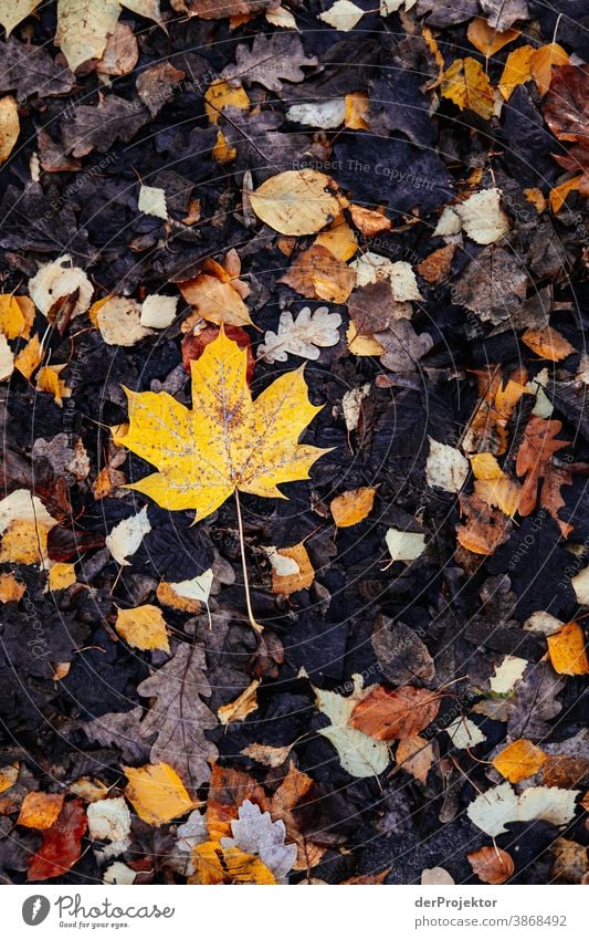 Wet autumn leaves on the ground To go for a walk Shallow depth of field Contrast Multicoloured Day Light Copy Space bottom Copy Space left Copy Space right