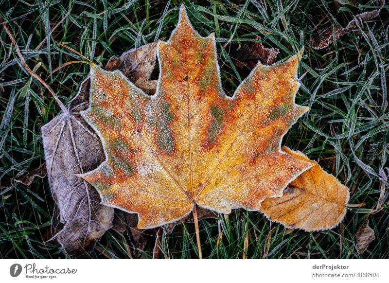 Autumn leaves with hoar frost on the ground IV To go for a walk Shallow depth of field Contrast Multicoloured Day Light Copy Space bottom Copy Space left