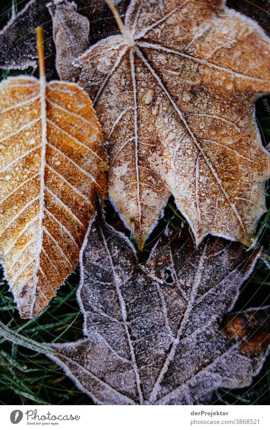 Autumn leaves with hoarfrost on the ground To go for a walk Shallow depth of field Contrast Multicoloured Day Light Copy Space bottom Copy Space left