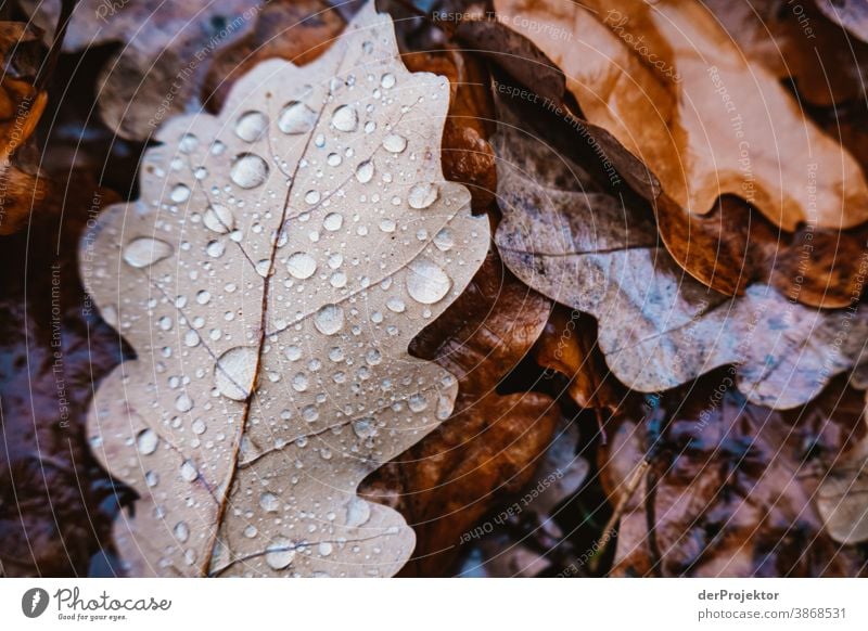 autumn leaves on the ground To go for a walk Shallow depth of field Contrast Multicoloured Day Light Copy Space bottom Copy Space left Copy Space right Deserted