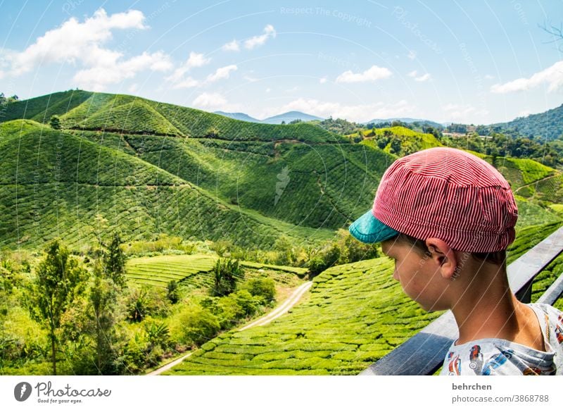 globetrotter Sunlight Contrast Light Day Malaya cameron highlands Wanderlust Colour photo Exterior shot Asia Green Fantastic Exotic Exceptional Tea plantation