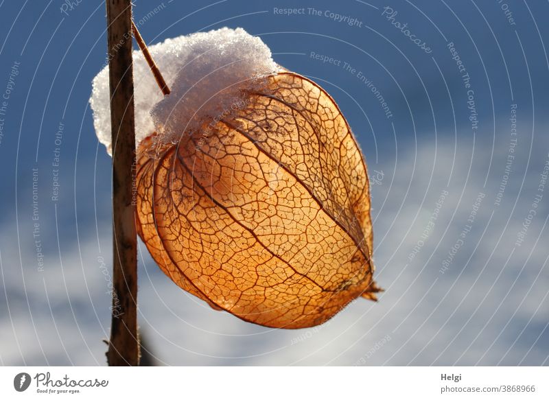 glowing seed capsule of the lampion flower with snow cap in front of blue sky with clouds Chinese lantern flower Seed capsule seed stand Back-light Illuminate