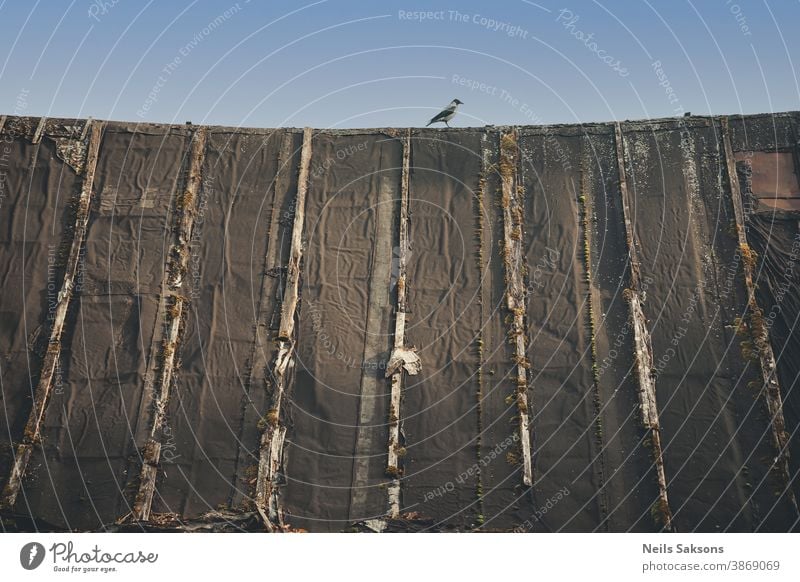 crow on the old vintage barn roof in sunny day Animal avian bird blue blue sky feather feathered house magpie moss nature pattern perch perched ridge sit