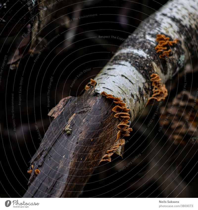 fungi on broken birch branch Agriculture autumn autumnal background beautiful beauty biology botanical brown closeup cultivated ecology environment floral