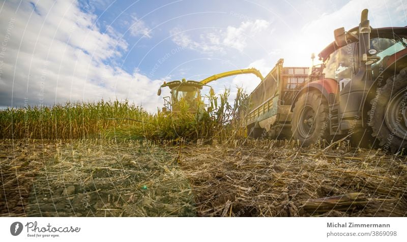 Corn chopper in the corn harvest shredder Forward Colour photo Deserted Exterior shot Nature Maize Corn cob Maize field track gate Plant Field Agricultural crop