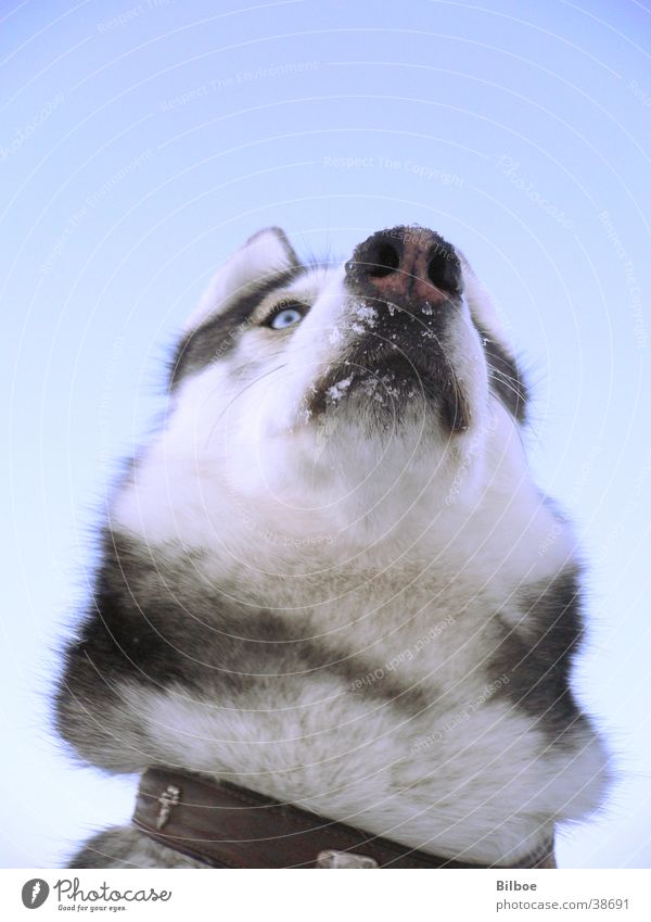 One savage above me Dog Husky Snout Winter Animal Transport Siberian Snow Eyes Blue Looking Sky Fur Perspective