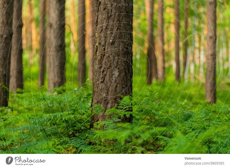 Green fern in the summer in the Pine forest Fern Nature Plant Plants fern species fern leaf leaves wild plant ferns green germany bracken southern bracken