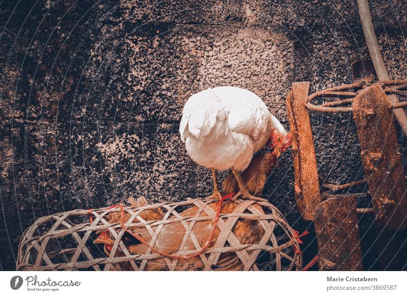 Free roaming native chickens in Ha giang, Vietnam that shows the village life, livelihood and culture village chickens free roaming chickens travel photography