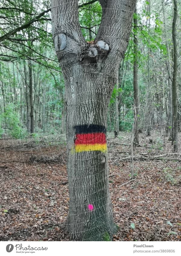 The German national colours in the forest Germany Landscape Tree Forest Autumn Colour photo Nature Environment