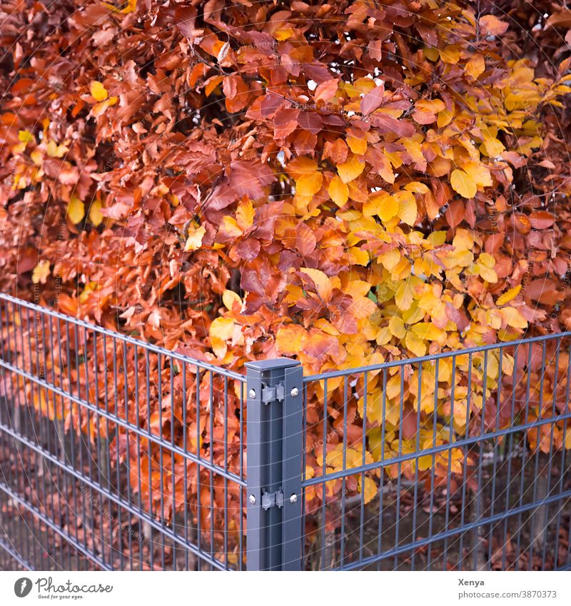 Corner of the hedge Fence Hedge variegated Autumn autumn colours Garden Exterior shot Nature Deserted Autumnal Plant Autumn leaves beech hedge Seasons