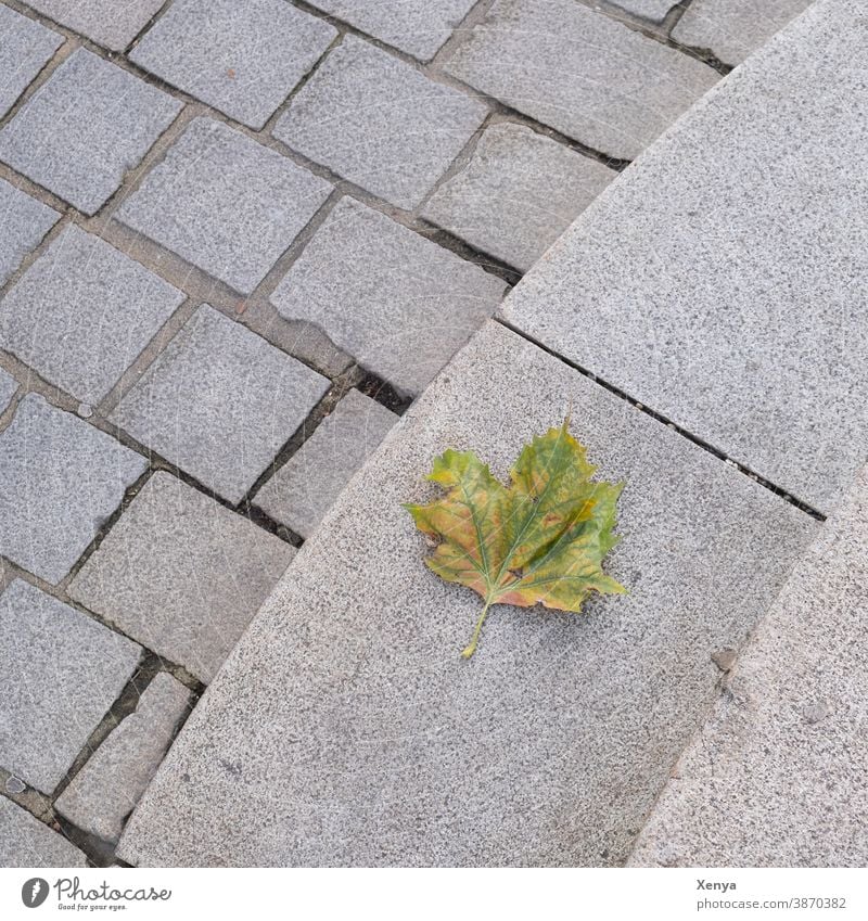 Leaf on the ground Autumn pavement Deserted Cobblestones Gray Exterior shot Sidewalk off Footpath Town Stone