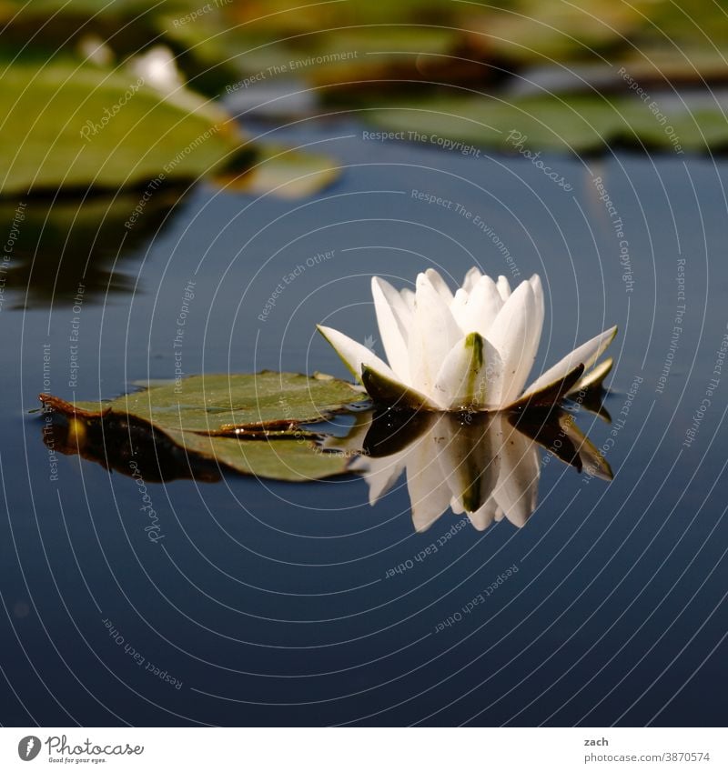 a rose is a rose Water lily Water Lily Water lily pond Lake Lakeside Aquatic plant Pond Nature Plant Flower Blossom Reflection Blossoming Summer Blue Calm