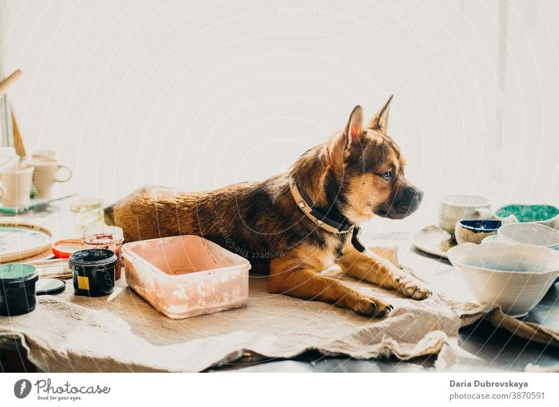 Little brown dog lies on the table pedigree breed portrait canine purebred funny mammal cute young little animal background puppy pet friend domestic happy