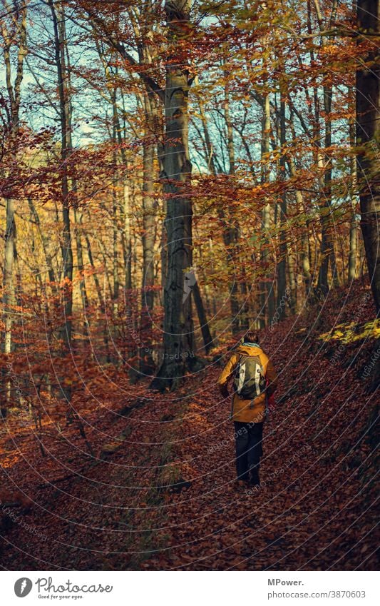 autumn round Hiking Autumn Deciduous tree foliage Forest hiking trail autumn colours Autumnal colours Trip out Nature Tree Exterior shot Automn wood