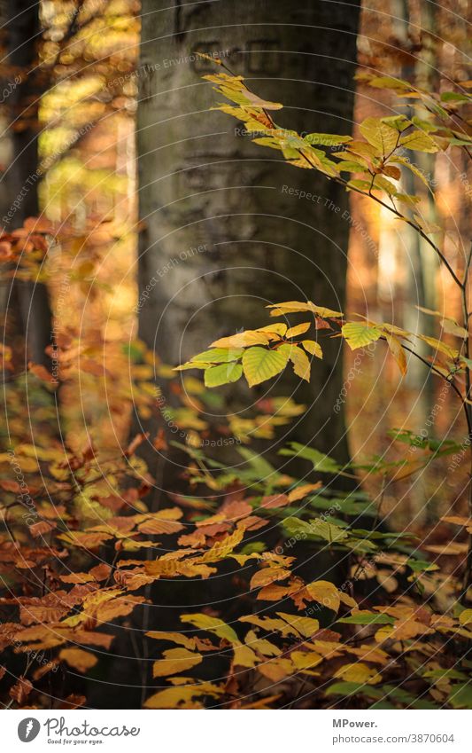 Autumn in the forest Tree Forest Orange-red leaves Nature Landscape Plant Park