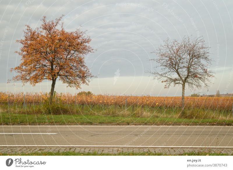 Neighborhoods | two trees at the roadside, one with leaves and one already bare Tree Street Roadside foliage Bleak Autumn Sky Covered Country road