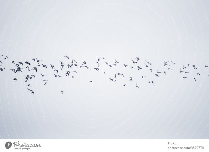 Bird band in the sky birds Flying Autumn Migratory birds Clouds Sky Formation flying Flock of birds Flight of the birds animals Wild animal Exterior shot