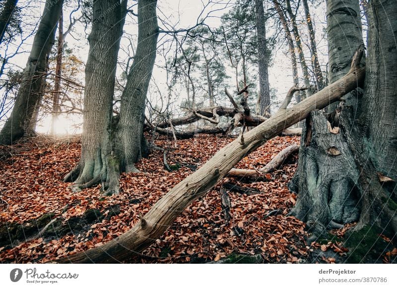 Last ray of sunshine in the Brandenburg nature reserve Landscape Trip Nature Environment Hiking Plant Autumn Tree Forest Acceptance Trust Belief Autumn leaves