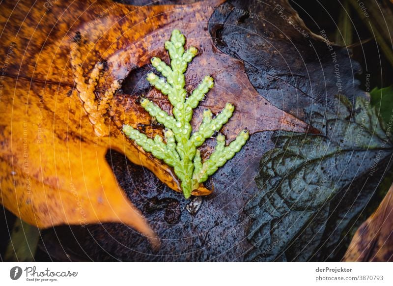 Last foliage in the Brandenburg nature reserve and II Landscape Trip Nature Environment Hiking Plant Autumn Tree Forest Acceptance Trust Belief Autumn leaves