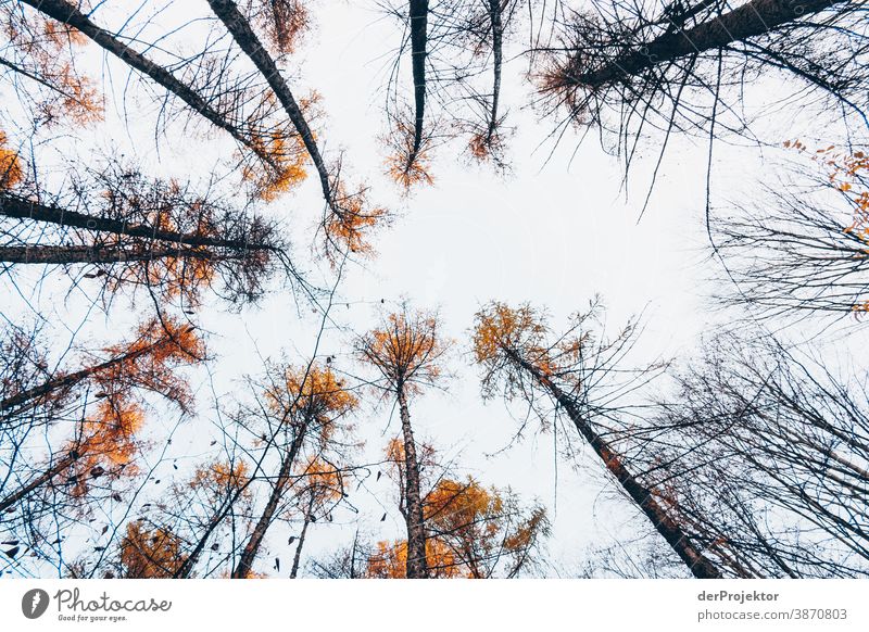 Larch trees in the Brandenburg nature reserve Landscape Trip Nature Environment Hiking Plant Autumn Tree Forest Acceptance Trust Belief Autumn leaves