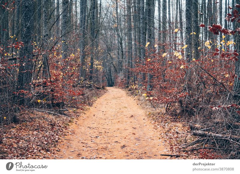 Path with larch needles in the Brandenburg Nature Reserve II Landscape Trip Environment Hiking Plant Autumn Tree Forest Acceptance Trust Belief Autumn leaves