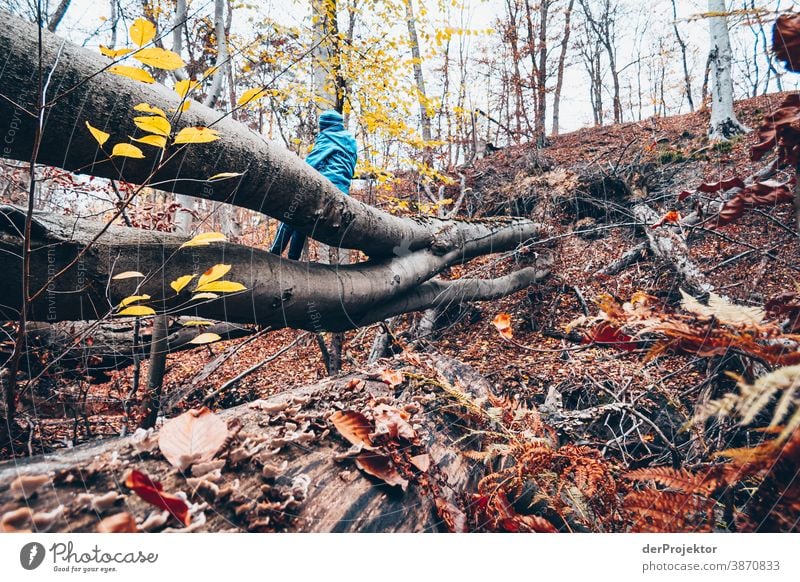 Rest in the Brandenburg nature reserve Landscape Trip Nature Environment Hiking Plant Autumn Tree Forest Acceptance Trust Belief Autumn leaves Autumnal colours