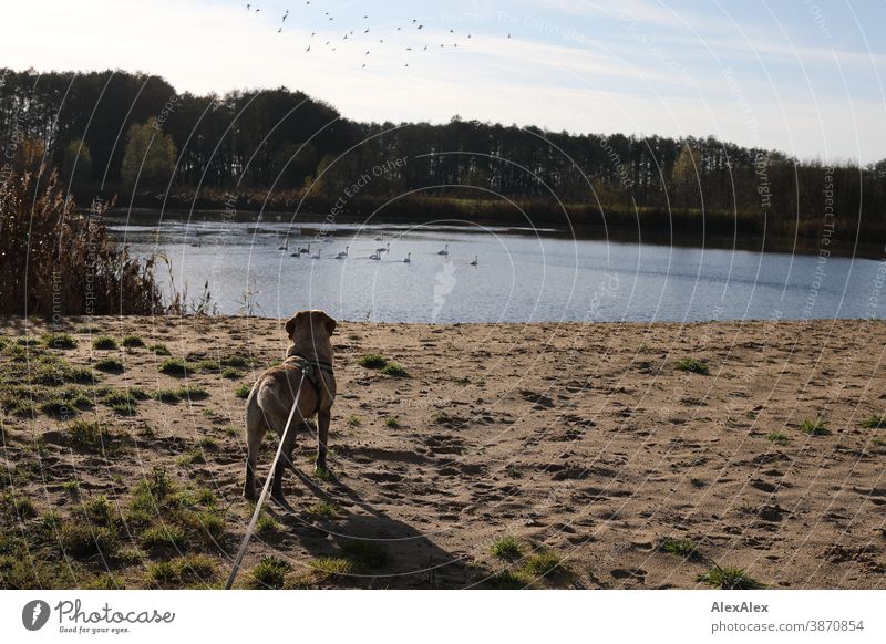 A blond Labrador on a leash is standing on the shore of a lake and looks curiously at the swans swimming in the lake Dog Blonde Pet Animal pretty Swan Lake