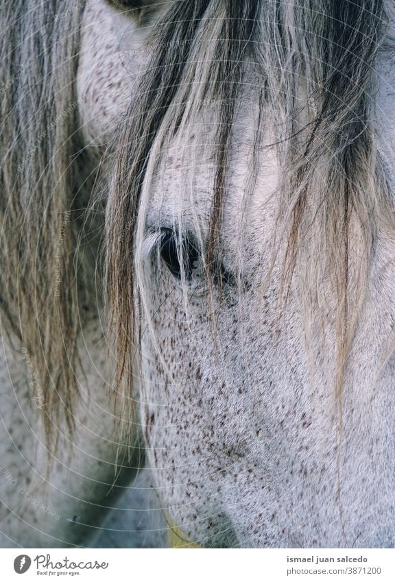 white horse portrait animal wild head eyes ears hair nature cute beauty elegant wild life wildlife rural meadow farm grazing pasture outdoors Exterior shot